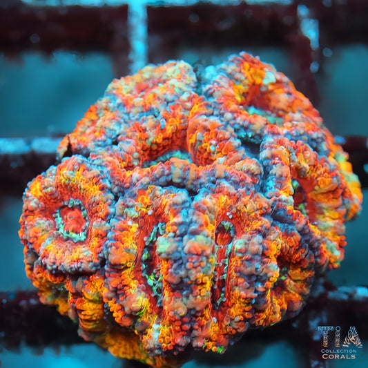 Rainbow Acan