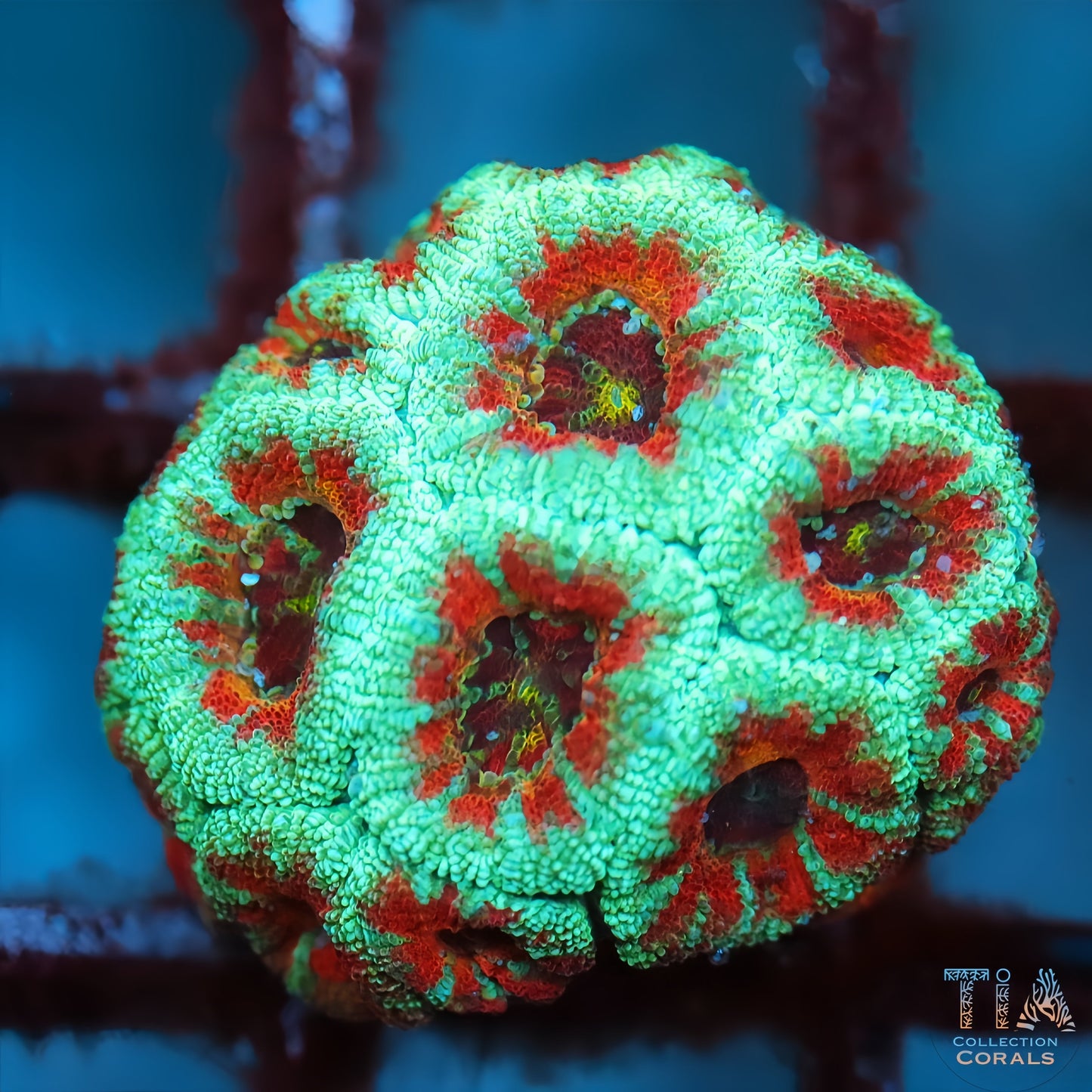 Rainbow Acan (rare color)