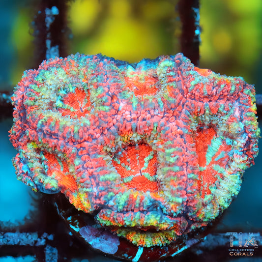 Rainbow Acan Ultra