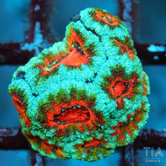 Rainbow Acan Ultra