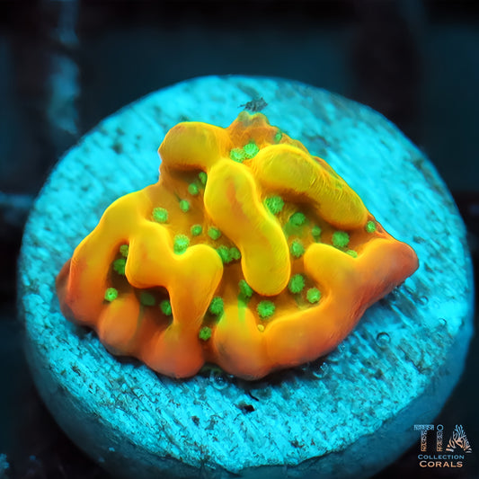 Jason Fox Vino Montipora