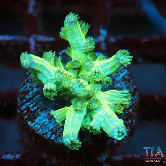 Branching Cyphastrea