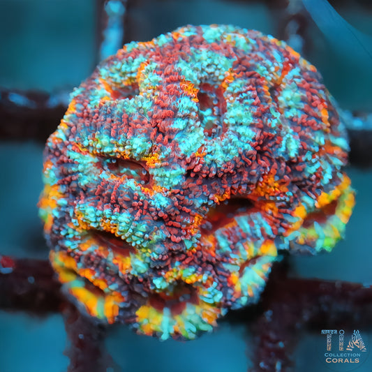 Rainbow Acan Ultra