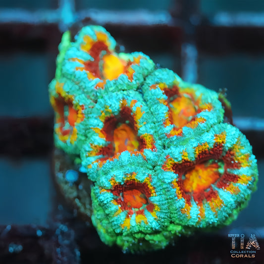 Rainbow Acan (rare color)