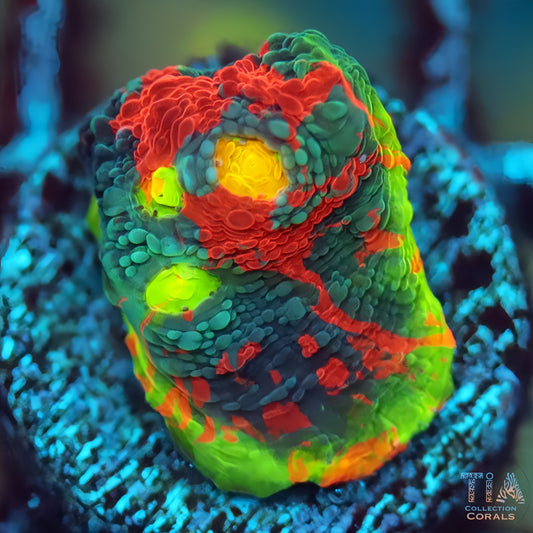 TIA Playdoh Rainbow Chalice
