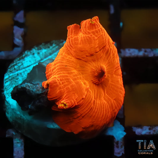 Luminous Flame Mushroom