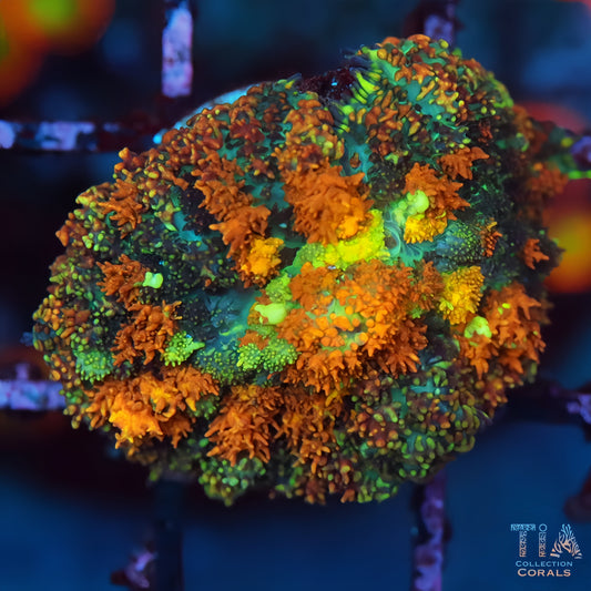 TIA Sun Follower Bounce Mushroom