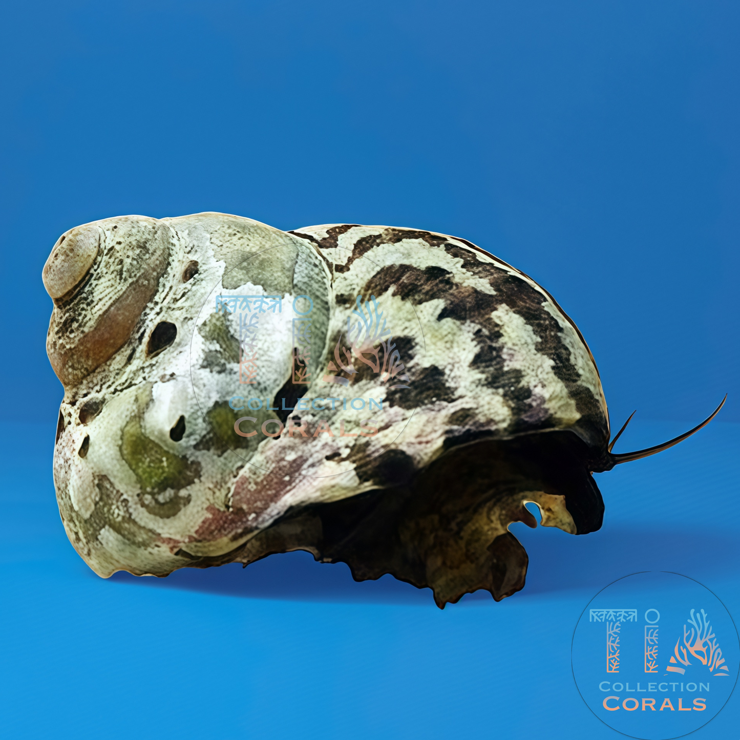 Laberinto del núcleo fundido