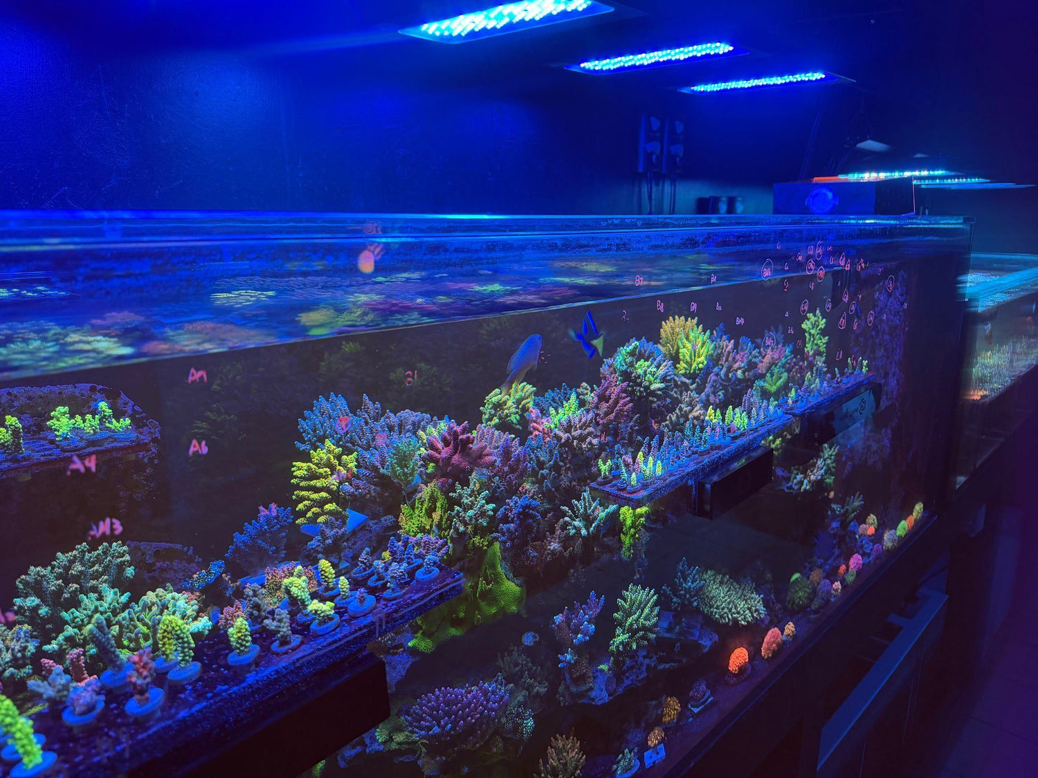 The coral display tanks inside our local fish store in Deer Park