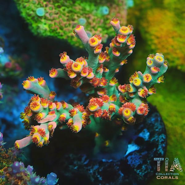 TIA Signature Grand Finale Speciosa Acropora